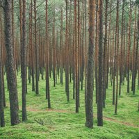 Noticis lielākais darījums ar meža zemēm Latvijā
