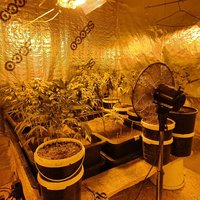 Policija Krāslavā uziet marihuānas audzētavu