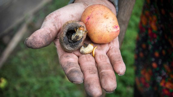 drātstārpi, sprakšķi, maijvaboļu kāpuri, kartupeļi, raža, rudens, kaitēkļi, sakņu dārzs