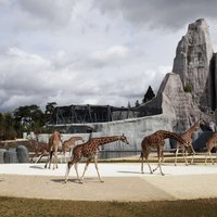 Pēc vērienīgas atjaunošanas tiks atvērts Parīzes zoodārzs