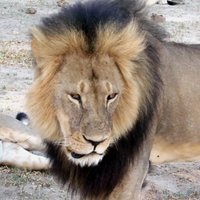Зимбабве требует экстрадиции американца, убившего знаменитого льва