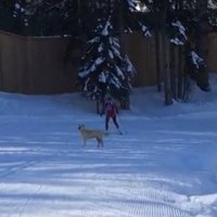 Video: Distanču slēpotāju treniņā Sočos piedalās arī noklīdis suns