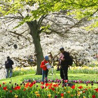 Foto: Eiropa vienos ziedos – ļaudis steidz baudīt krāšņo pavasari dārzos un parkos