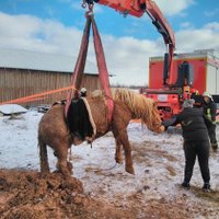 Foto: Siguldas novadā izglābj dubļu bedrē iestigušu ķēvi