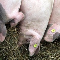 Страны Балтии и Польша не смогут ввозить свинину в Россию еще три года