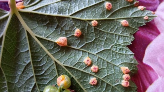 ogu krūmu kausiņrūsa, kausiņrūsa, Puccinia ribesii-caricis, ogulāju slimības