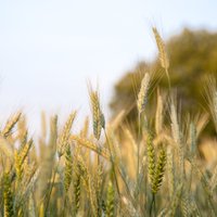 'VAKS': Latvijas graudkopjiem mazākas graudu ražas un cenu dēļ šis gads nebūs spīdošs