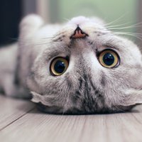 13 amizanti iemesli, kāpēc vērts rūpēties par kaķīti
