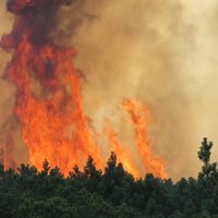 Kuršu kāpās Lietuvā izcēlies milzīgs ugunsgrēks; dzēšanā iesaista Latvijas helikopteru (plkst. 20:47)