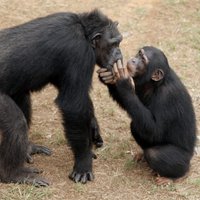 ASV tiesa lemj, vai šimpanzes atzīstamas par 'personām'