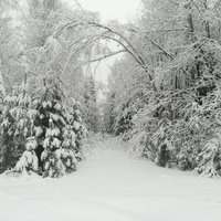 Латгалию завалило снегом: в Дагде толщина снежного покрова достигла 22 см