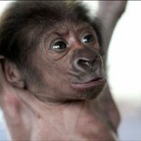 Video: Ar ķeizargrieziena palīdzību Lielbritānijā piedzimis gorilla