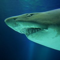 Haizivs ASV sakodusi divus pusaudžus