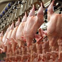 Крупнейшая латвийская птицефабрика начнет экспорт мяса в Японию