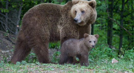 Как себя вести, если вы встретили в лесу рысь или медведя?