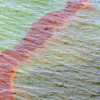 Массовая гибель животных: на Камчатке загрязнены нефтепродуктами участки Авачинского залива