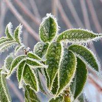Ziema nāk: Augu piesegšanas ABC