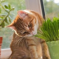 Эксперт объясняет – полезно ли кошкам есть траву?