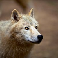 Kārķos vērienīgā medību operācijā nomedīti vilki, kas biedējuši vietējos iedzīvotājus