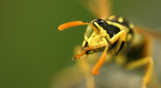 Slimnīcā nogādāti vairāki cilvēki ar spēcīgu alerģisku reakciju pēc kukaiņu dzēlieniem