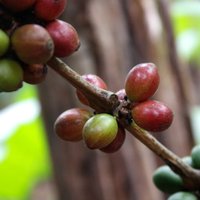 Кофейное дерево из зернышка: можно ли вырастить?