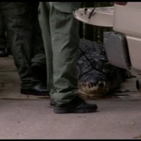 Floridā aligators nokož vīrieti