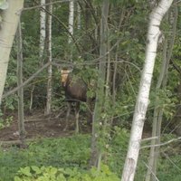 Video: Pa Juglas ielām klaiņo nomaldījies alnis