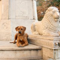 Ar karalisku eleganci apveltītais lauvu mednieks Rodēzijas ridžbeks