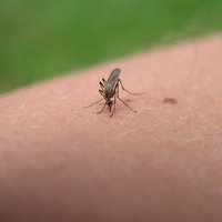 Kā tikt galā ar odiem - tautas metodes