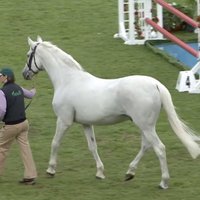 Klonēts visu laiku labākais Īrijas sporta zirgs