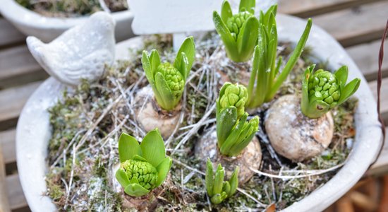 No augu izvēles līdz stādīšanai – kā veidot pavasara augu kompozīciju traukā