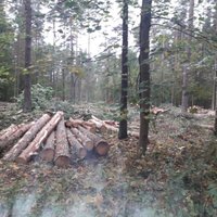 Koku izciršana 30 hektāru platībā Biķernieku mežā notikusi likumīgi, secina VAK