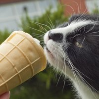 Mīts vai patiesība: kaķiem saldējuma dēļ var 'sasalt smadzenes'