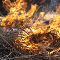 Sestdien dzēsti seši kūlas ugunsgrēki, kopš gada sākuma – jau 50