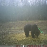 Video: Kārķu pagastā laiskojas lācis