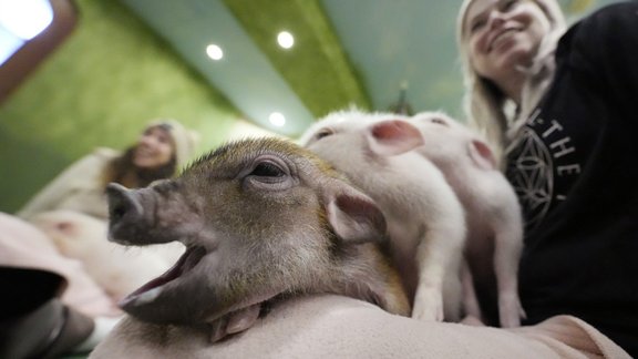 Japan Pig Cafe