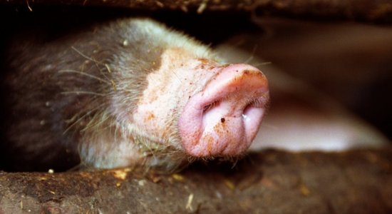 Выявлена вторая вспышка африканской чумы свиней за несколько дней. На этот раз — под Мадоной