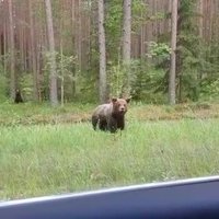 Video: Ceļā uz Valmieru no meža izlien divi lāči