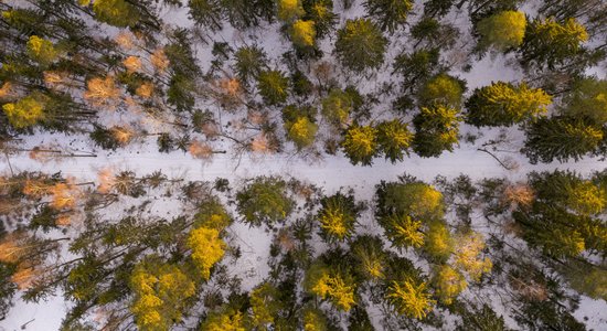 Video: Sabalansēt meža īpašnieku un meža iemītnieku intereses ceļā uz klimatneitralitāti