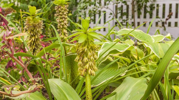 divkrāsu eikome, eikome, Eucomis bicolor, ananaspuķe