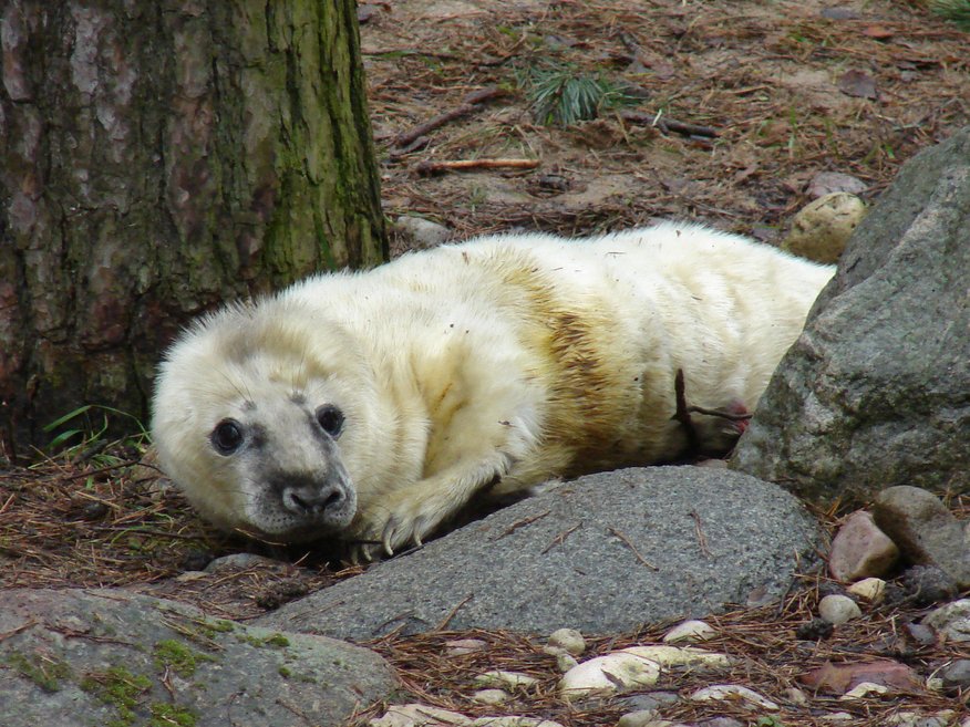 Roņu mamma Krista Rīgas zoo laidusi pasaulē ņipru mazuli