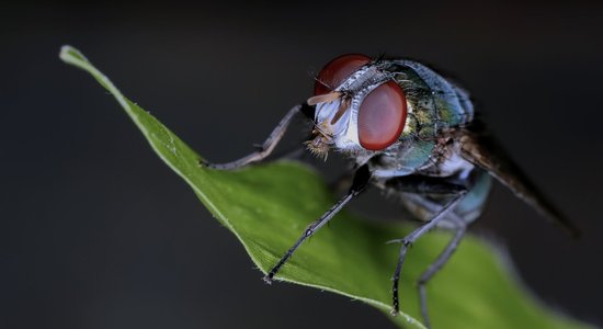 Iespējams, arī kukaiņi jūt sāpes, secinājuši pētnieki