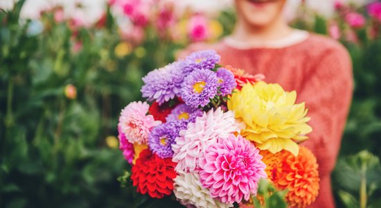 Rudens vāzē: floristu ieteikumi, kā ilgāk saglabāt skaistos ziedus