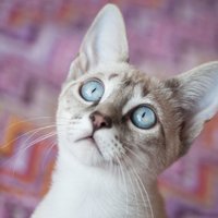 Kāpēc kaķi mēdz ilgstoši skatīties tukšumā