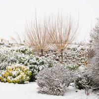 Kā ziemā pasargāt augus no aukstuma, kailsala un sniega