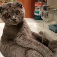 ФОТО, ВИДЕО: Этот латвийский кот стал звездой соцсетей (и это не Кузя и не Мурис)