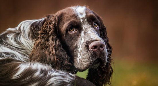 Astoņi fakti par springerspanieliem – veiklajiem medniekiem un narkotiku meklētājiem