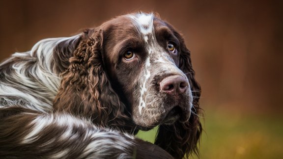 springerspaniels