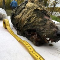 ФОТО: В России нашли нетронутую голову гигантского доисторического волка