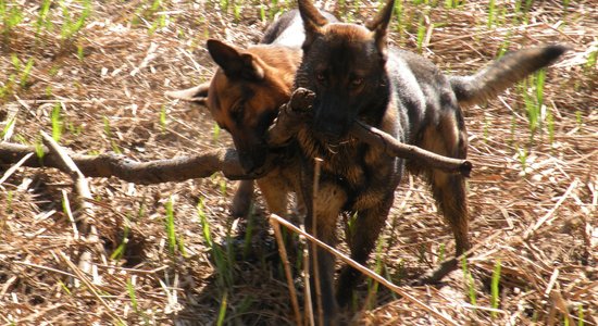 Ветеринары: самоуправления должны немедленно решать проблему бродячих собак